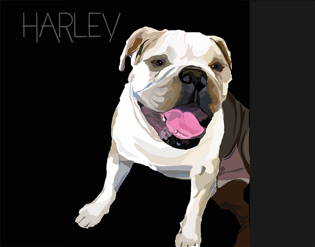 Portrait of bull dog